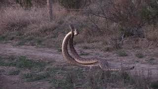 Western Diamondback Rattlesnake combat [upl. by Rianon]