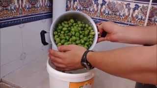 Como hacer aceitunas del modo tradicional [upl. by Enomes]