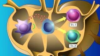 Stimulation of Adaptive Immunity [upl. by Nodarb96]