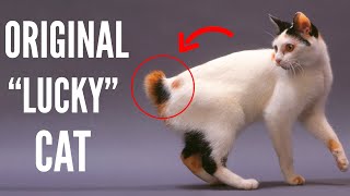 Japanese Bobtail  Top 10 Facts About Japanese Bobtail Cats That Will Leave You Amazed [upl. by Terena]