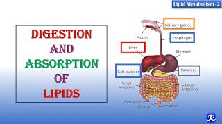 2 Digestion amp Absorption Of Lipids  Lipid Metabolism2  Biochemistry  NJOY Biochemistry [upl. by Eizdnil]