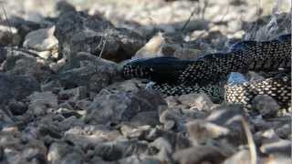 Kingsnake eats Mojave Rattlesnake [upl. by Busey814]