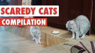 Scaredy Cats Video Compilation 2016 [upl. by Faustine]