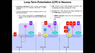 Mechanism of LongTerm Potentiation of Synapses [upl. by Brant]