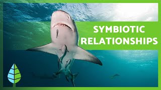 What is SYMBIOSIS 🐠🦐 Mutualism Commensalism Parasitism  EXAMPLES 🐦 [upl. by Eartha]