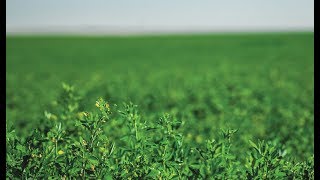 Preparing the Soil and Field for Alfalfa Hay [upl. by Shugart]