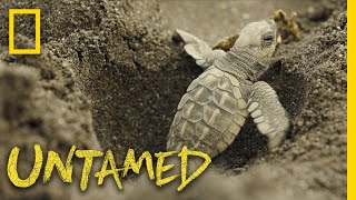 Surviving Sea Turtles  Untamed [upl. by Leena584]