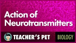 Action of Neurotransmitters [upl. by Plumbo729]