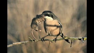 Great grey shrike hunting  Butchering Bird [upl. by Gnoh]