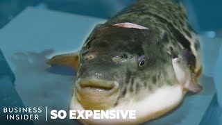 Why Puffer Fish Is So Expensive  So Expensive [upl. by Fleta405]