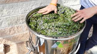 Distillation of Rosemary essential oil  distiller plus [upl. by Oneil]