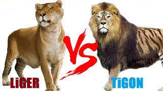 Liger VS Tigon  Liger VS Tigon Who Will Win [upl. by Judsen]