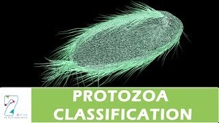 PROTOZOA CLASSIFICATION [upl. by Matt]