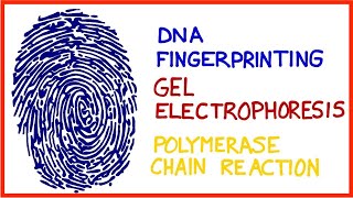 DNA Fingerprinting Gel Electrophoresis Polymerase Chain Reaction PCR [upl. by Ainej]