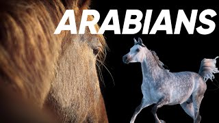 8 Fascinating Facts about Arabian Horses [upl. by Elohc]