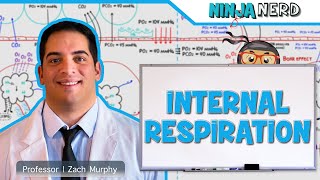 Respiratory  Internal Respiration [upl. by Rehttam]