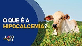 O que é HIPOCALCEMIA FEBRE DO LEITE em Vacas Leiteiras [upl. by Roddie912]