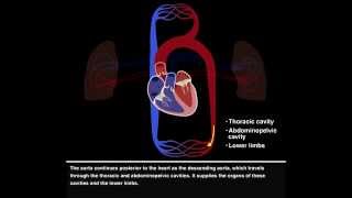 ANATOMY OF THE LUNGS [upl. by Barbi]