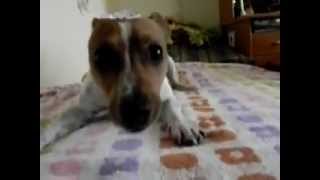 Hyperactive Jack Russel terrier after bath [upl. by Dorlisa]