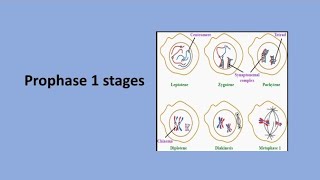 Prophase 1 Stages  Meiosis [upl. by Reviel]