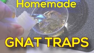 Homemade GNAT TRAPS  Safe CHEAP and Chemical FREE [upl. by Eiznikcm]