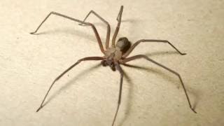 Brown Recluse Spider [upl. by Niledam]