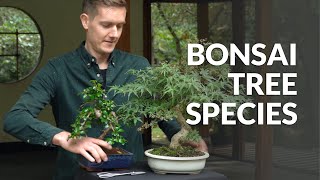 Bonsai tree species [upl. by Cohby]