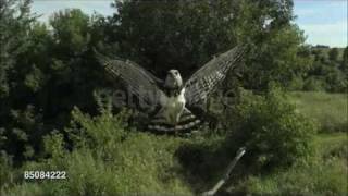 Harpy Eagle Harpia harpyja Info in description [upl. by Latrina308]