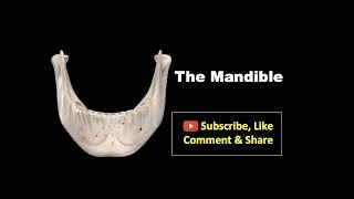 Osteology of Head amp Neck  Mandible Anatomy mbbs bds education [upl. by Aved]