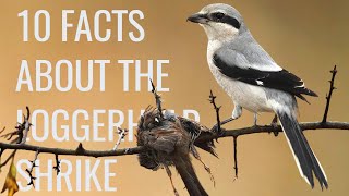 10 Facts About the quotButcher Birdquot Loggerhead Shrike [upl. by Accebar]