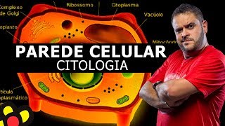 PAREDE CELULAR  CITOLOGIA AULA TEÓRICA [upl. by Haldan]