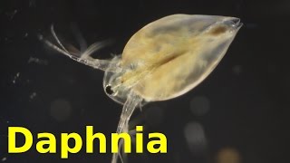 Daphnia [upl. by Rafaelita]