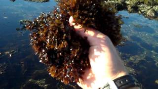 Irish Moss Chondrus crispus with Tidepool Tim of Gulf of Maine Biological Supply [upl. by Saravat299]