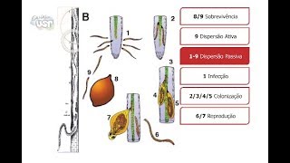 Aula 3 Relações Patógeno Fitonematóides  Hospedeiro 13 [upl. by Oicnoel]