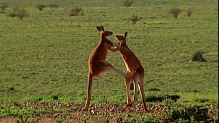 Una pelea entre dos canguros  NATIONAL GEOGRAPHIC ESPAÑA [upl. by Isia]