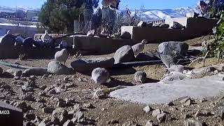 Loggerhead shrike attacks and kills sparrow [upl. by Donell]