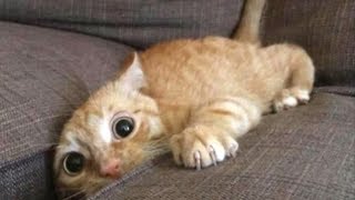 Funniest Scaredy Cats Compilation [upl. by Irrehs]