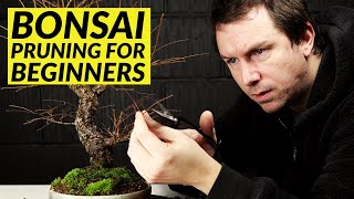 5 Bonsai Pruning Tips for Beginners [upl. by Aihsetal]