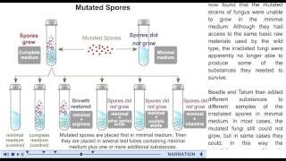 Beadle and Tatum experiment animation mcgraw hill [upl. by Neenaj131]