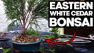 How to Bonsai an Eastern White Cedar🌲Thuja Occidentalis [upl. by Esirehc517]