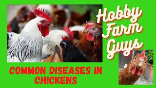 Spotting Treating and Preventing Common Diseases in Chickens [upl. by Porter]