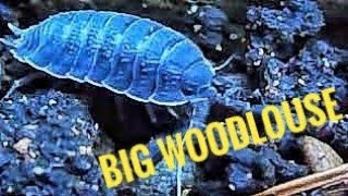 Big Woodlouse Isopod quotRollie Polliequot [upl. by Reginnej]