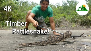 The Timber Rattlesnake Everything You Need To Know 4K [upl. by Lezned]