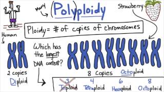 Polyploidy  Tales from the Genome [upl. by Phaedra]