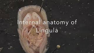 Phylum Brachiopoda Lingula Dissection [upl. by Samford]