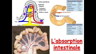 Absorption intestinale [upl. by Al]