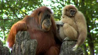 Zoo View  Orangutans and Gibbons Together  Cincinnati Zoo [upl. by Aisatana]