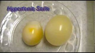 Egg Osmosis Hypertonic vs Hypotonic Solution [upl. by Ahsimed]