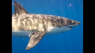 Facts The Great White Shark [upl. by Naryb]