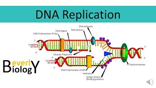 DNA replication [upl. by Winchell888]